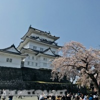 花見之春在東京 Cherry blossoms in Tokyo—Day 5 小田原城 +e-Romance Car